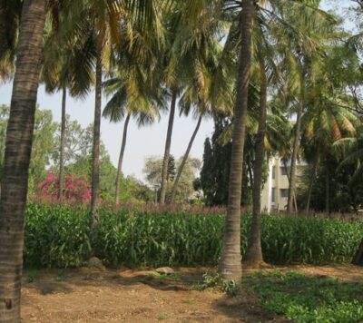 SSSIHL-Campus-Greenery-9